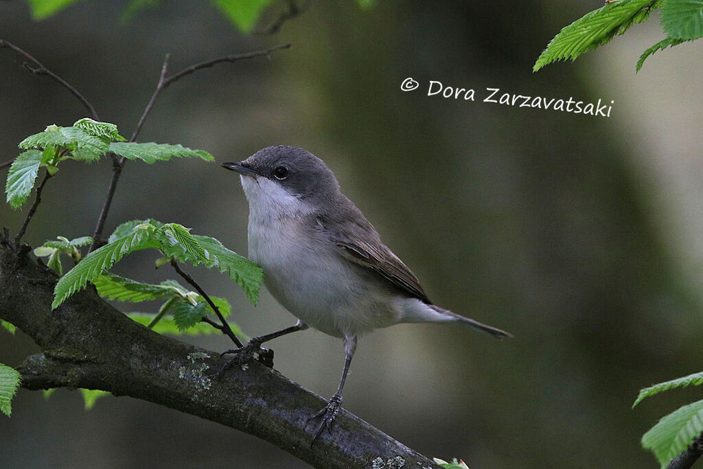 Lesser Whitethroatadult