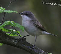 Lesser Whitethroat