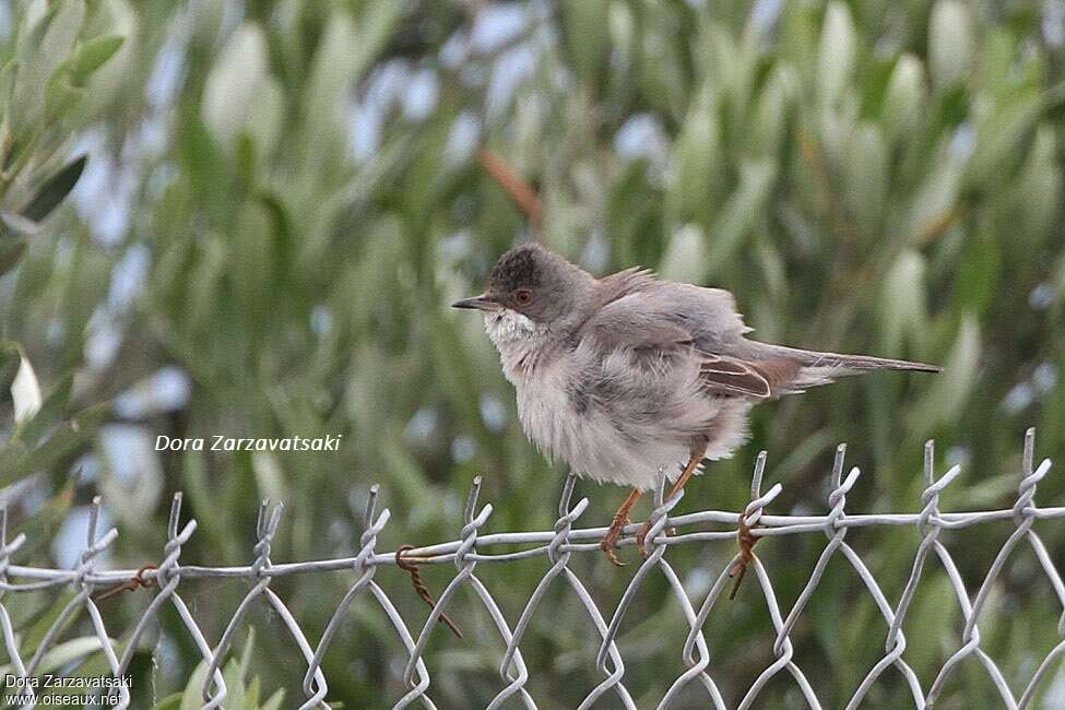 Rüppell's Warbler female adult breeding, identification