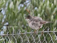 Rüppell's Warbler