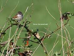 Common Whitethroat