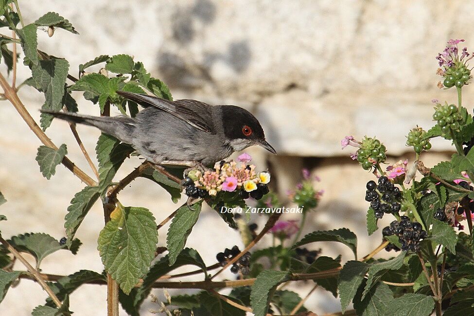 Sardinian Warbler