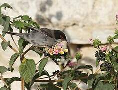 Sardinian Warbler