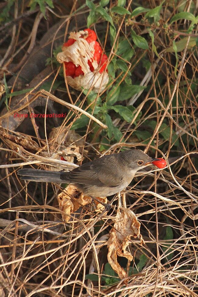 Sardinian Warbler