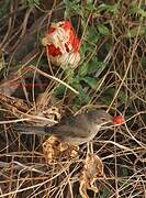 Sardinian Warbler