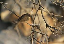 Sardinian Warbler