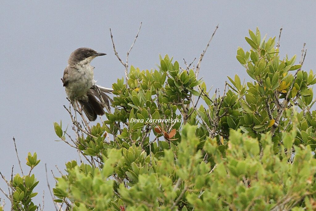 Fauvette orphéane