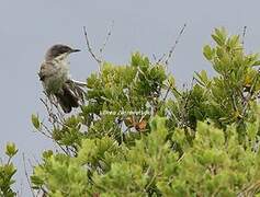 Eastern Orphean Warbler