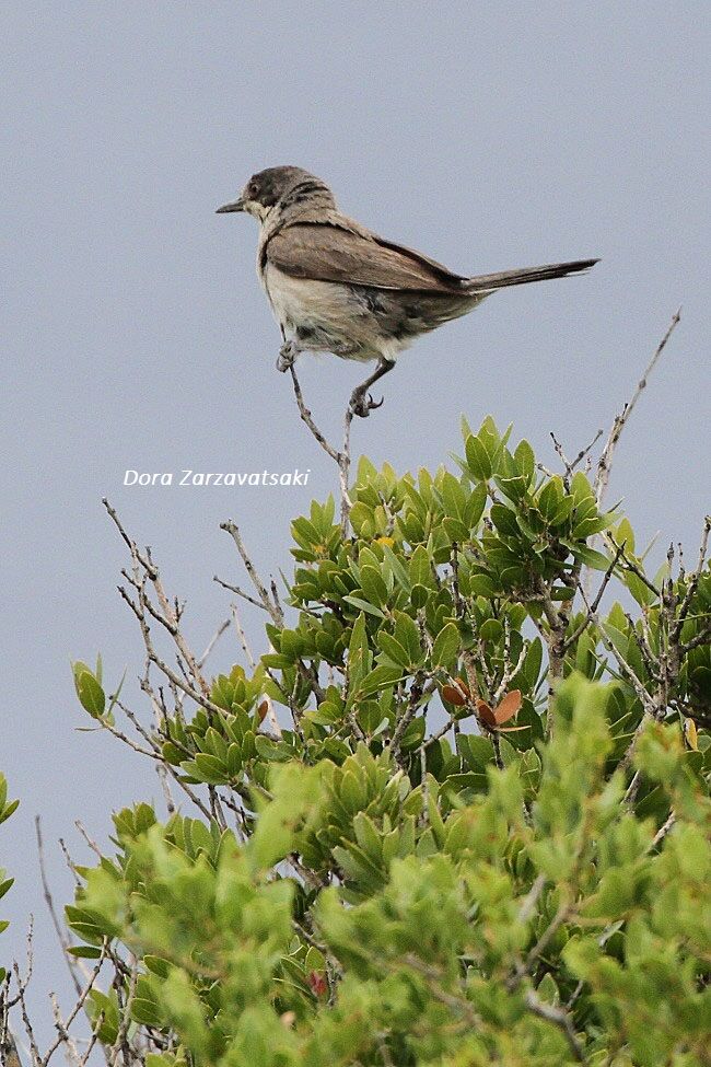 Eastern Orphean Warbler