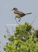 Eastern Orphean Warbler