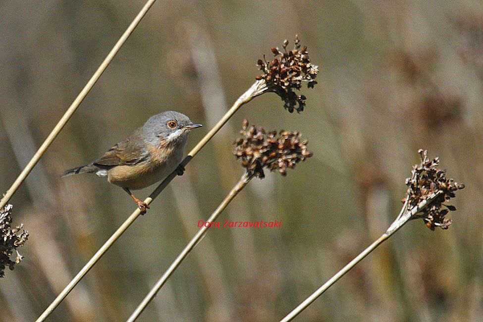 Western Subalpine Warbler