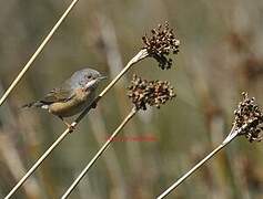 Western Subalpine Warbler