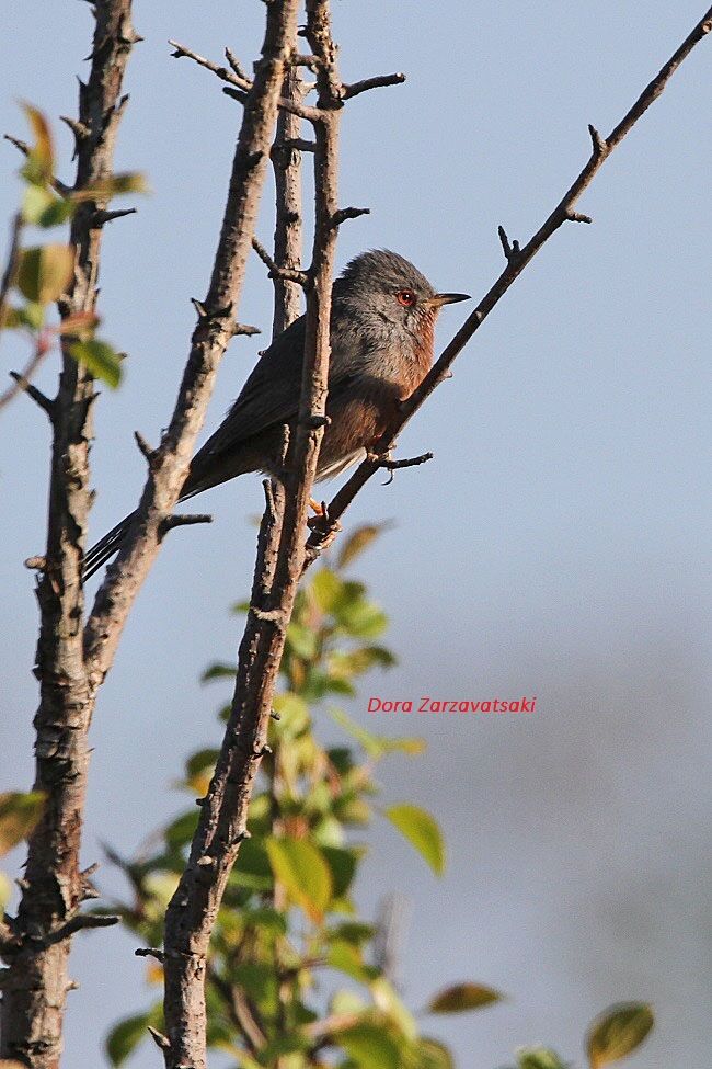 Dartford Warbler