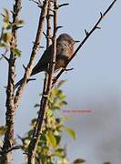 Dartford Warbler