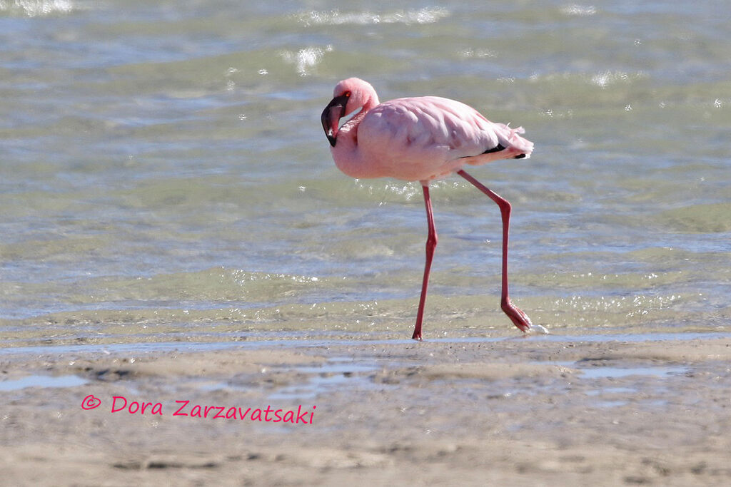 Flamant nainadulte, marche