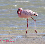 Lesser Flamingo