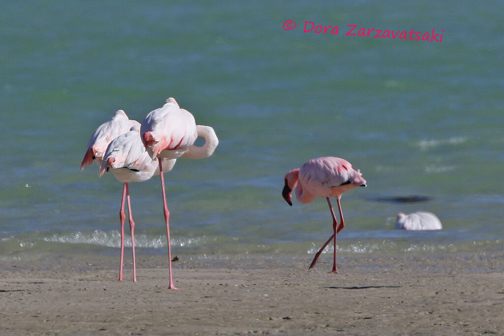 Lesser Flamingoadult, walking