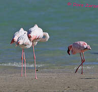 Lesser Flamingo