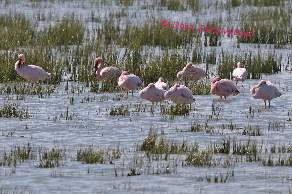 Lesser Flamingoadult