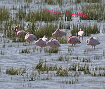 Lesser Flamingo