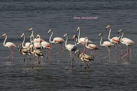 Greater Flamingo