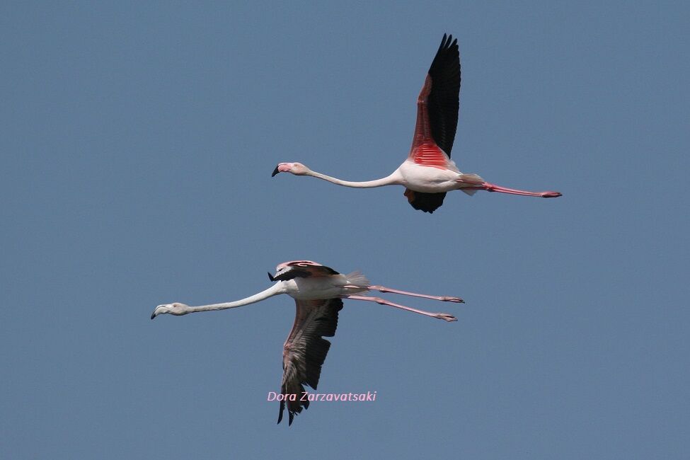 Flamant rose