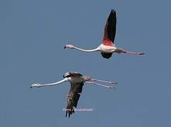 Greater Flamingo