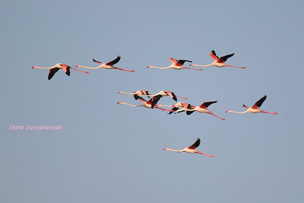 Greater Flamingo