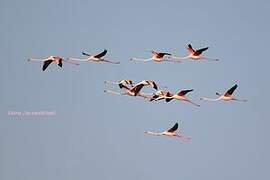 Greater Flamingo