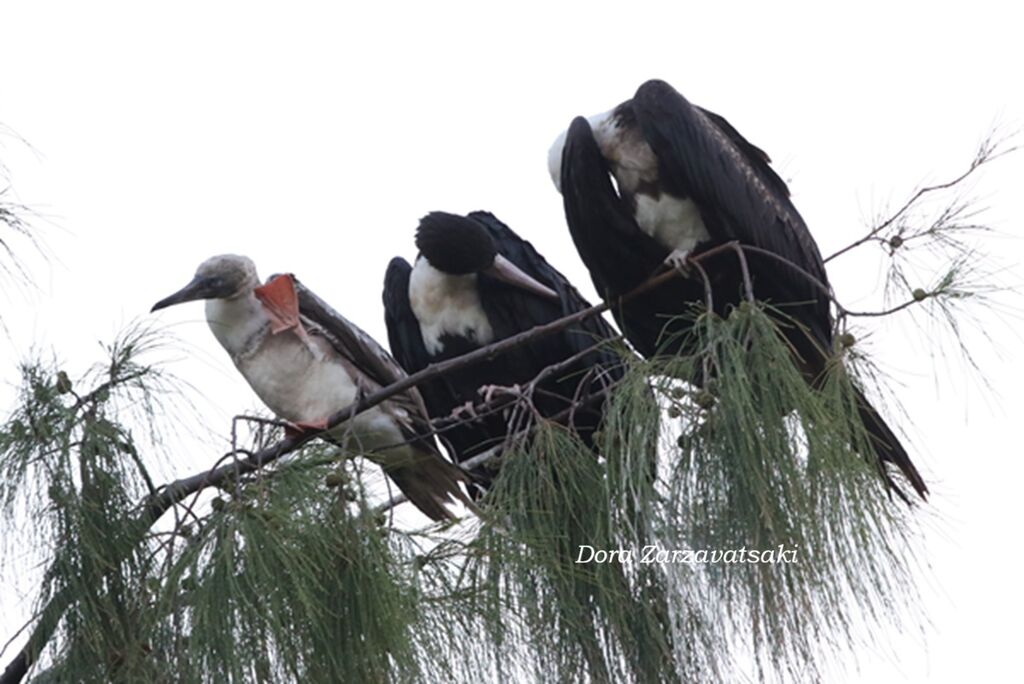 Fou à pieds rouges