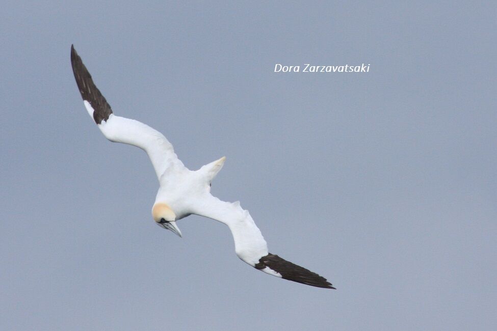 Northern Gannet