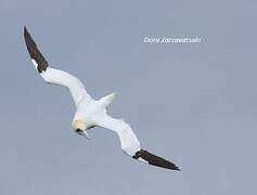 Northern Gannet