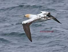 Northern Gannet