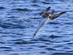 Northern Gannet