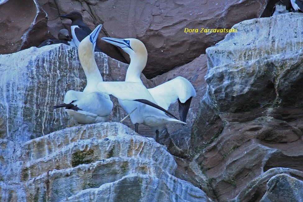 Northern Gannet