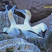 Northern Gannet