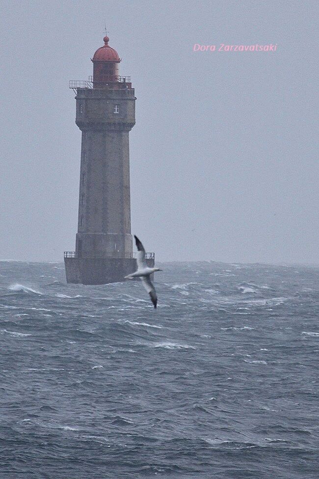 Northern Gannet