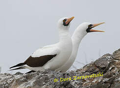 Nazca Booby