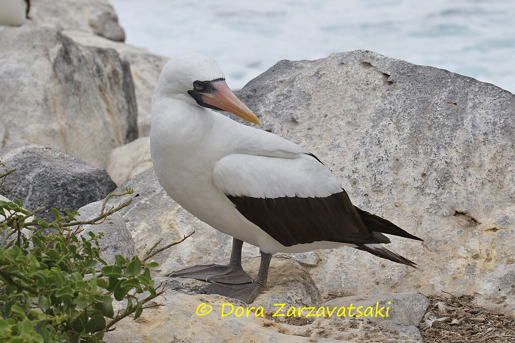 Fou de Grantadulte, identification