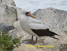 Nazca Booby