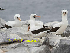 Nazca Booby