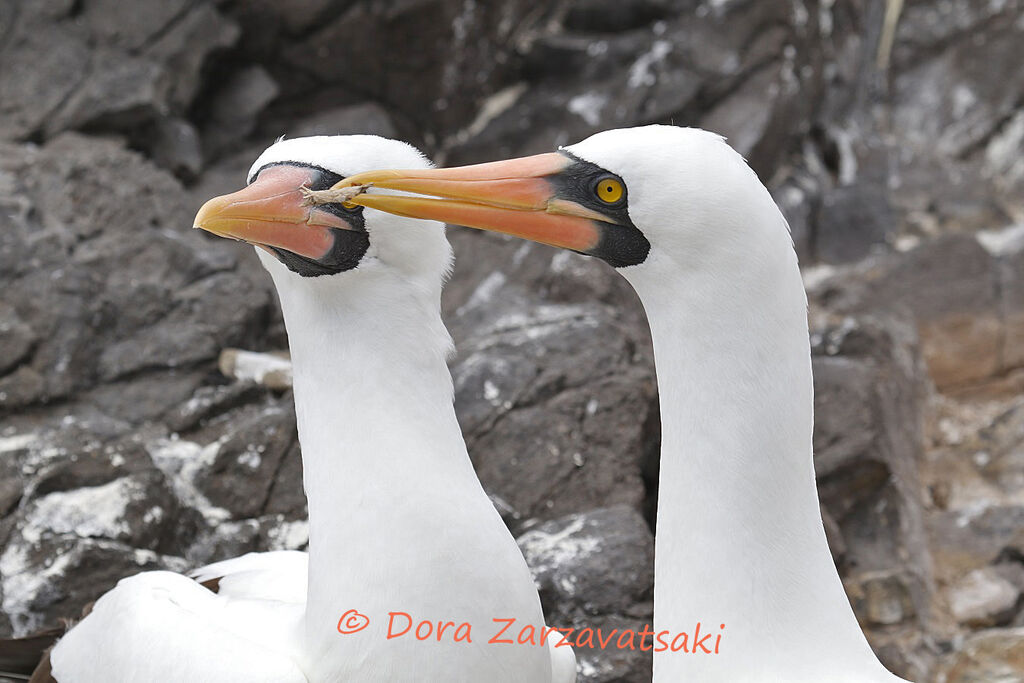 Nazca Boobyadult, courting display