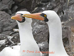 Nazca Booby