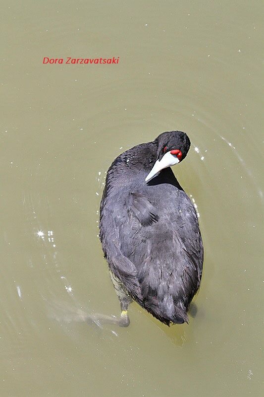 Red-knobbed Coot