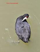 Red-knobbed Coot