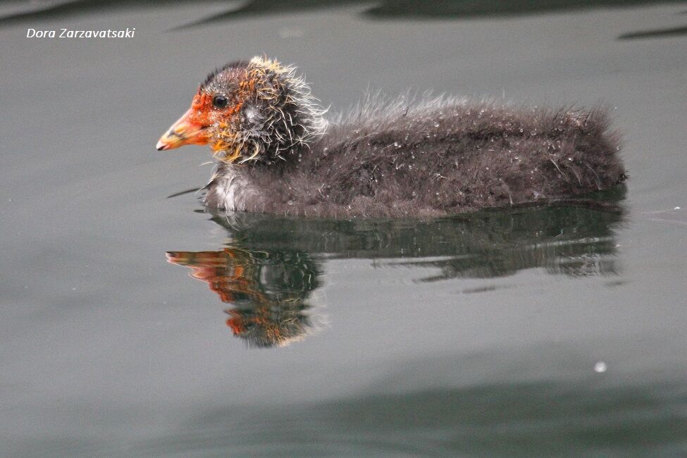 Eurasian Cootjuvenile