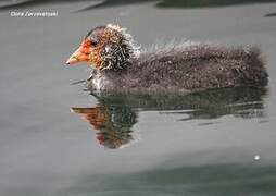 Eurasian Coot