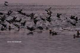 Eurasian Coot