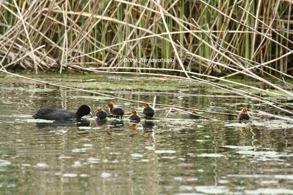 Eurasian Coot