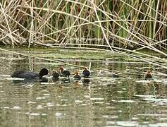 Eurasian Coot